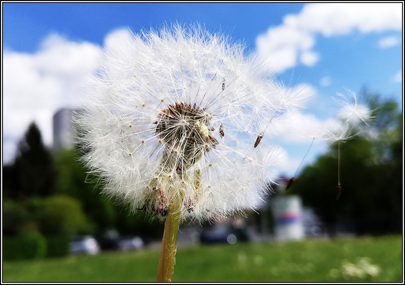 Foto des Monats